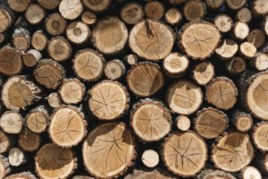 Holzbau Unterrainer - Holz als Baustoff